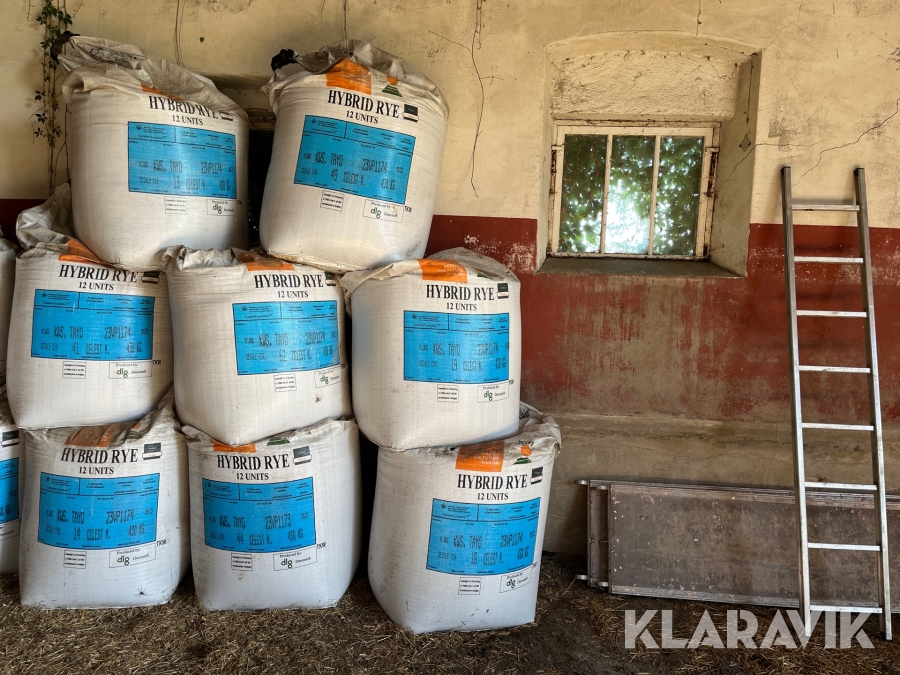 Hybrid utsäde för råg 8 st säckar