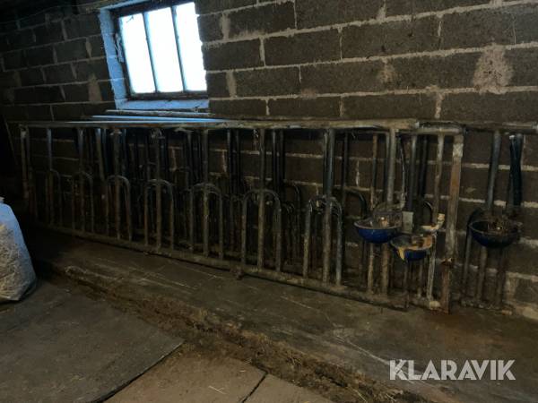 Foderfronter för ungdjur nöt