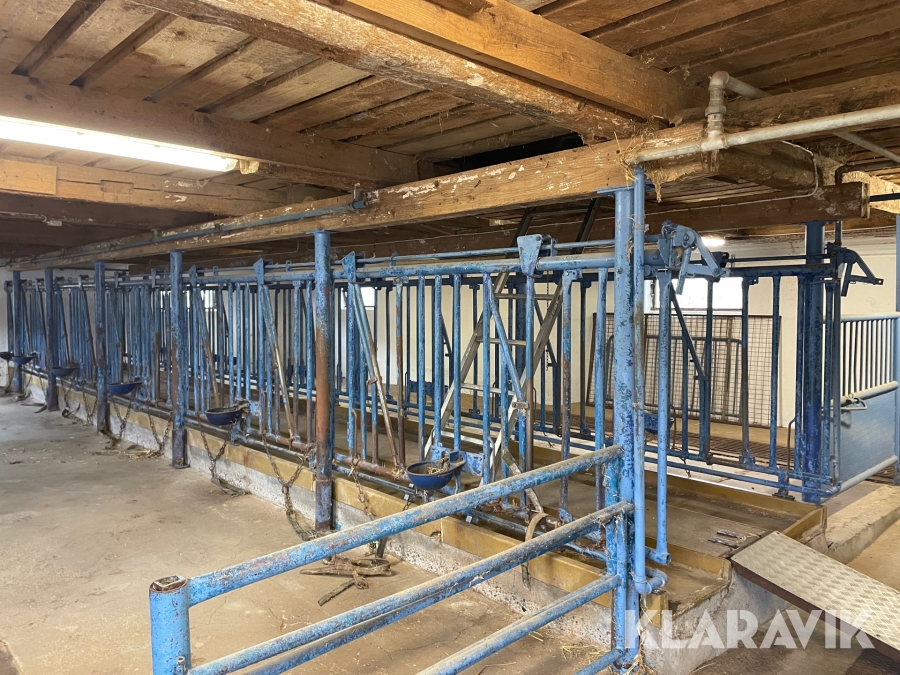 Stallinredning för nötkreatur