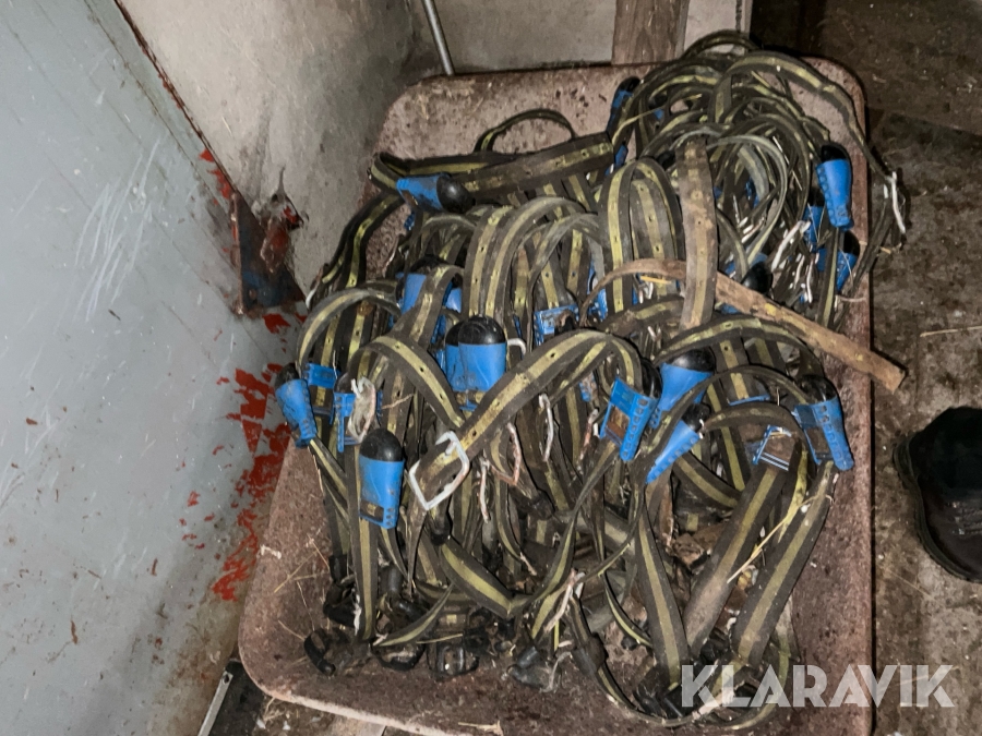 Aktivitetshalsband för brunst Sensehub SCR