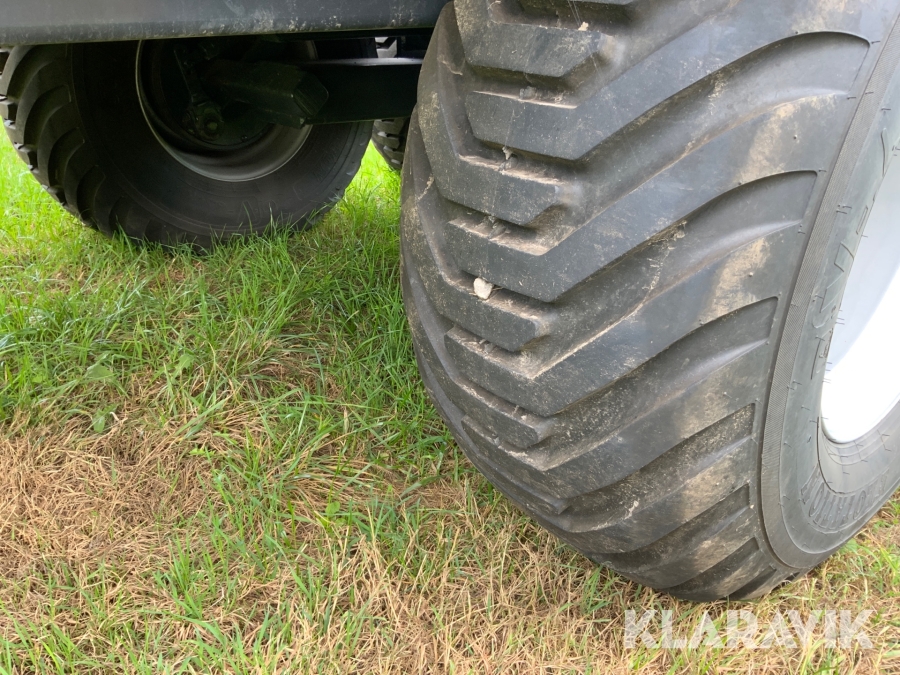 Sipovka ladushka korolek fotosurati Sipovka ladushka korolek fotosurati