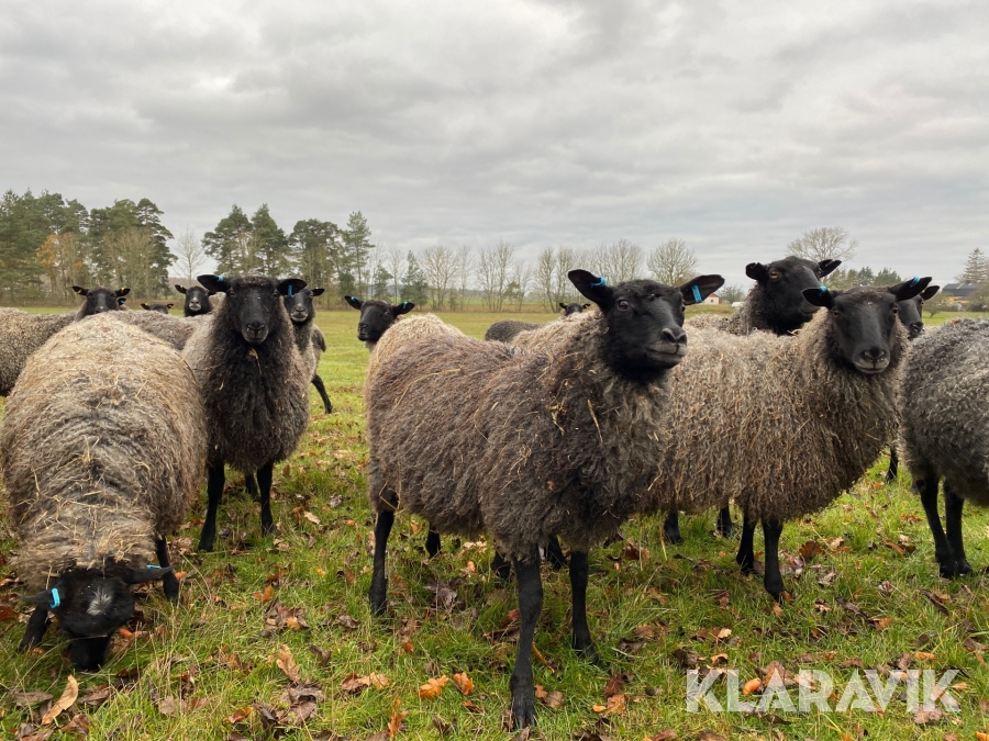 Gotländska pälsfår 17 tackor