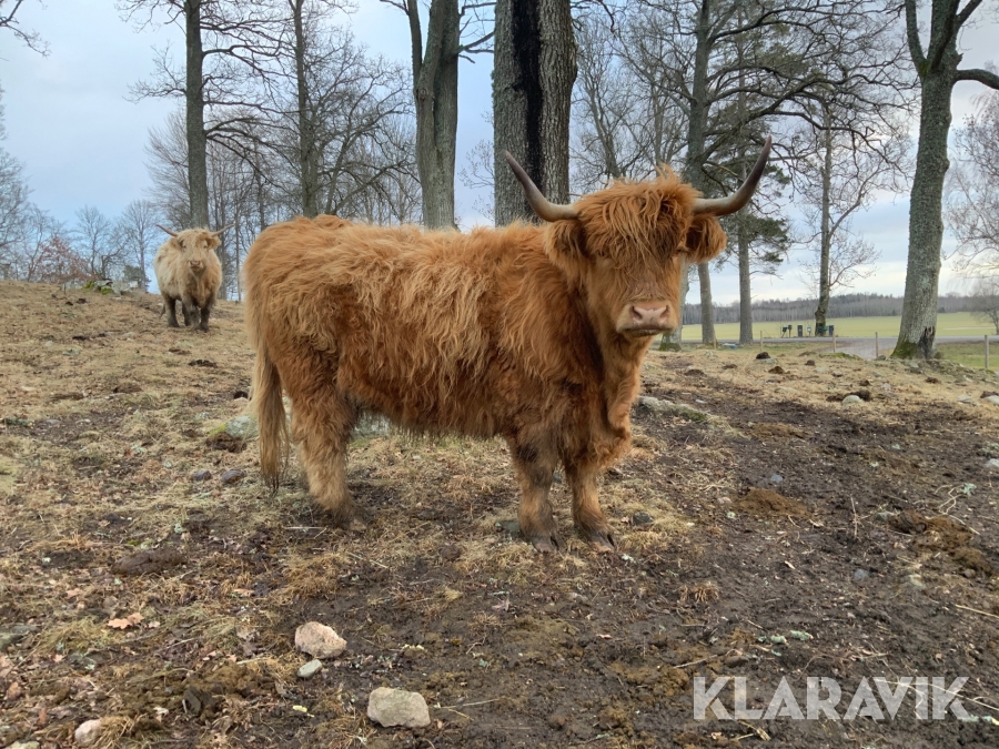 Highland Cattle 8st kor och kvigor