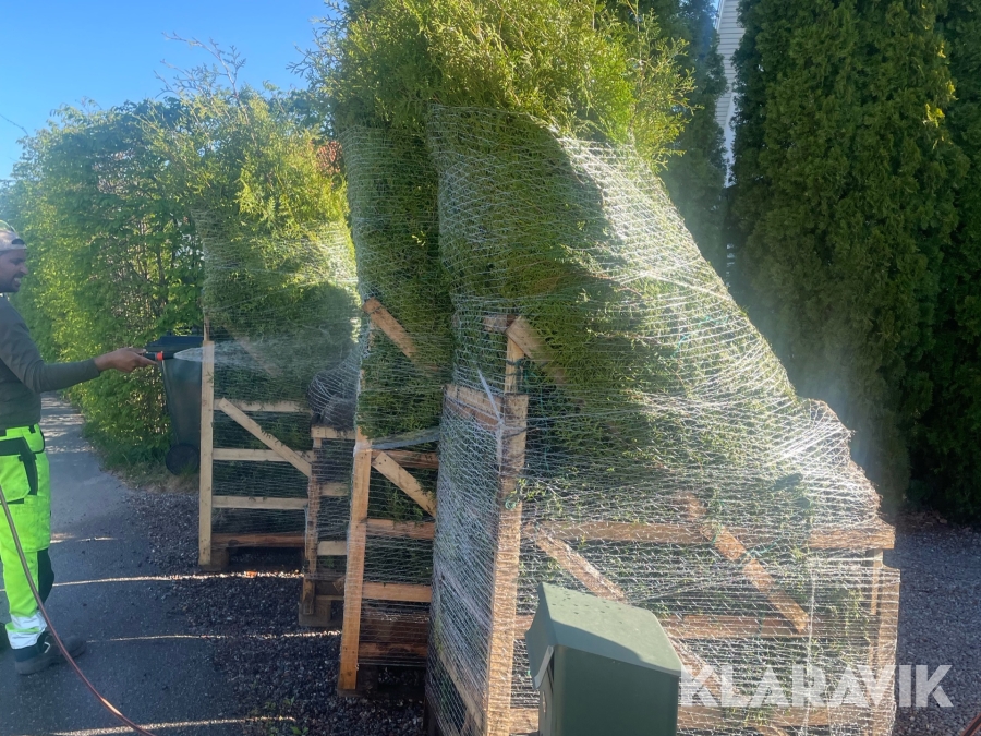 Thuja Brabant 60st plantor