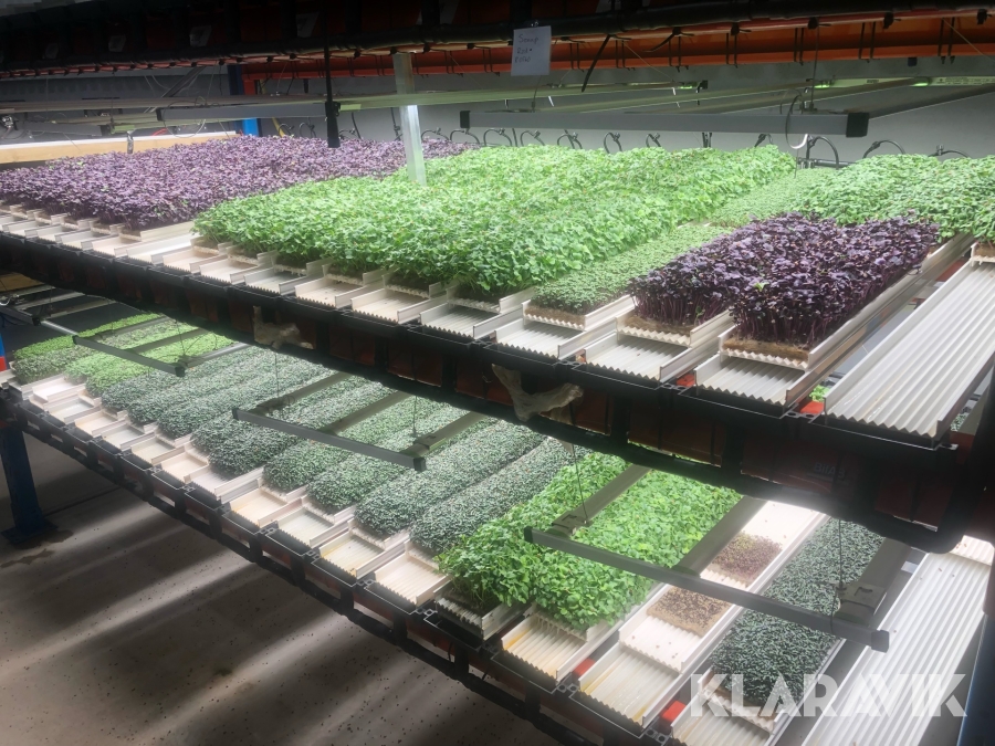 Komplett odling för microgrönt Nordamark System